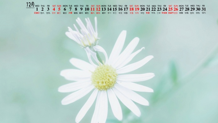 Simple and fresh desktop calendar wallpaper for December 2021