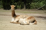 Alpaca pictures tame and cute alpaca pictures