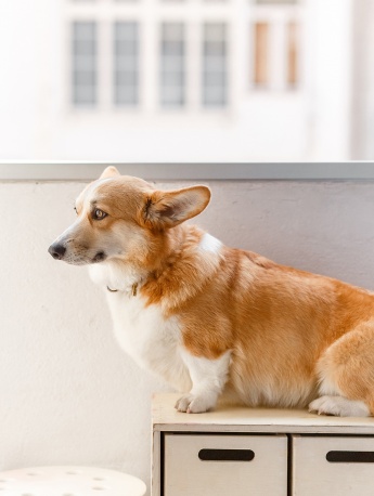 可爱的柯基手机壁纸图片