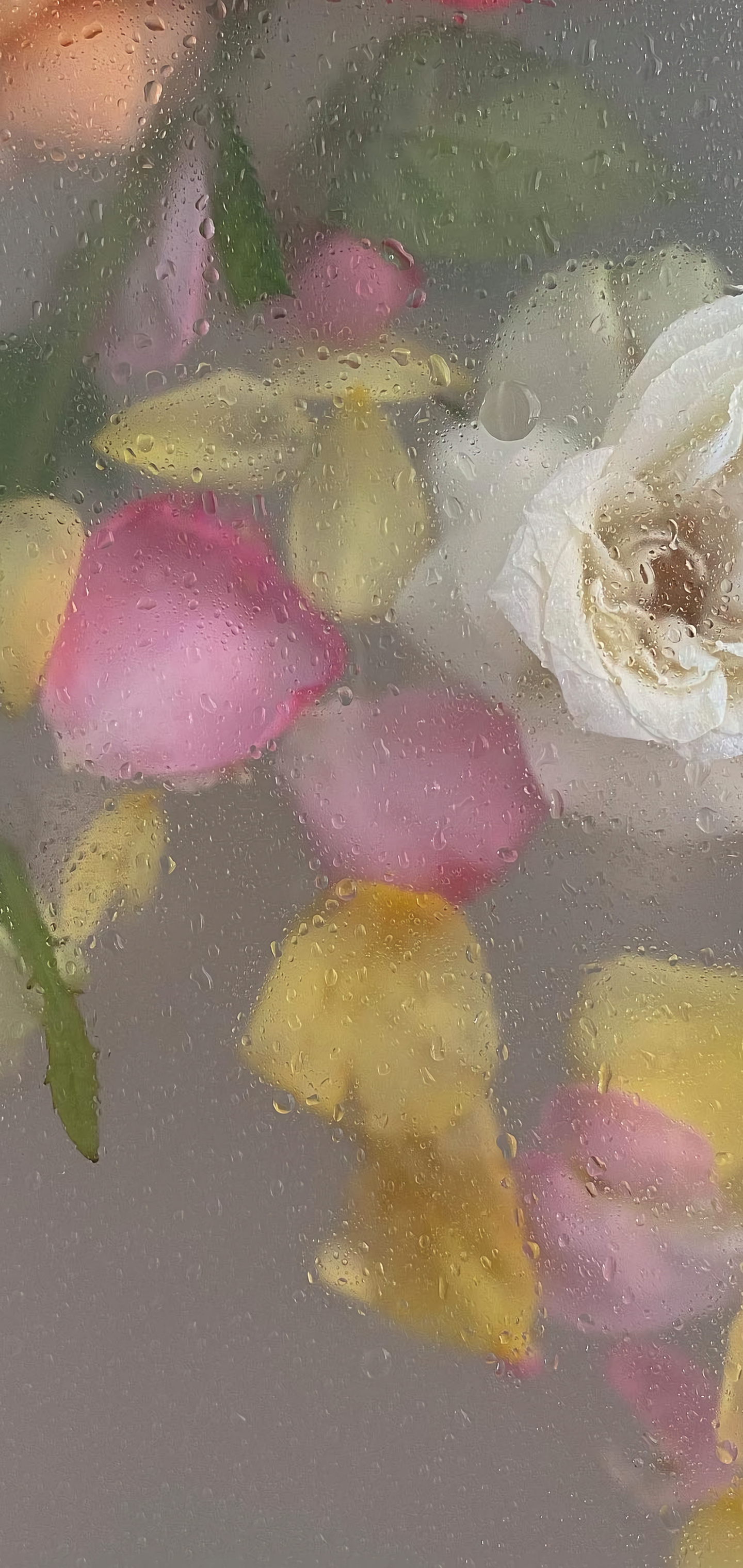鲜艳好看的花卉图片手机壁纸