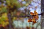 Autumn leaves pictures desktop wallpaper