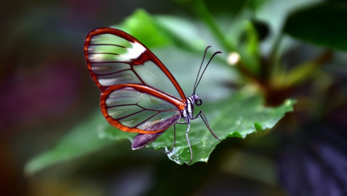 Wide-striped black-veined butterfly picture desktop wallpaper