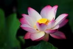 Lotus pond lotus beautiful picture desktop wallpaper