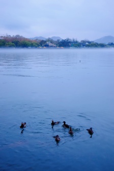 West Lake advection fog mobile wallpaper