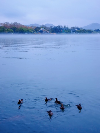 West Lake advection fog mobile wallpaper