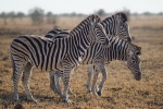 wild zebra pictures