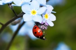 Bright ladybug pictures