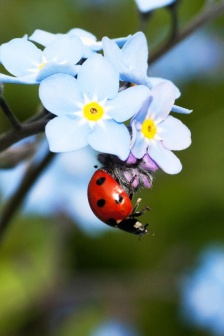 鮮豔的瓢蟲圖片