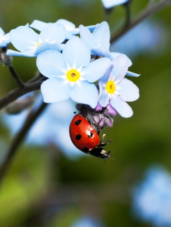Bright ladybug pictures