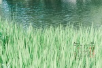 June 2021 green eye protection landscape desktop calendar wallpaper