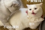 貓咪奶蓋暴躁版表情包