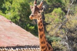 giraffe pictures south africa giraffe pictures