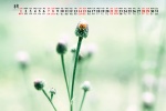 2021年8月公园花草树叶桌面日历壁纸