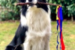 border collie pictures