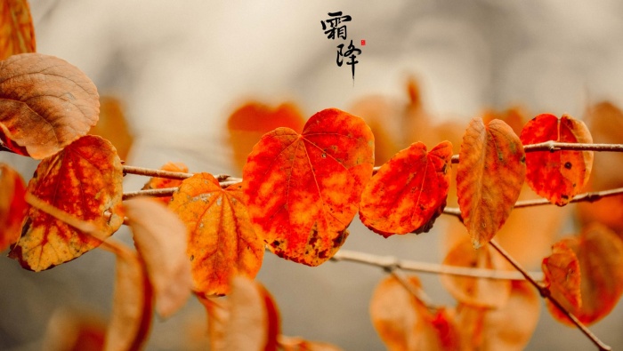 Twenty-four solar terms frost pictures desktop wallpaper