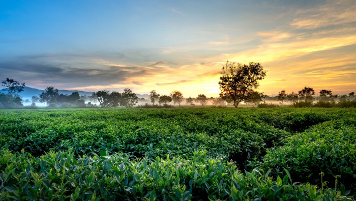 晨霧中的茶園風景桌麵壁紙圖片
