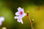 April 2021 cherry blossom pictures desktop calendar wallpaper
