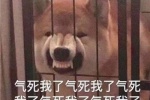 气死我了气死我了气死我了气死我了气死我了气死我了