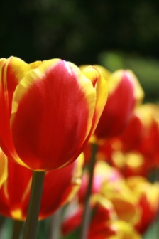 Beautiful yellow flowers mobile wallpaper