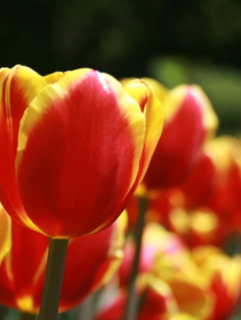 黃色的小花朵唯美手機壁紙