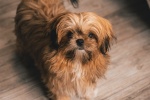 Shih Tzu dog pictures desktop wallpaper
