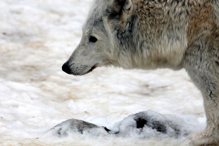 凶狠的北极狼图片