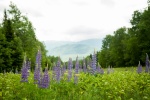 Purple lupine flower picture desktop wallpaper