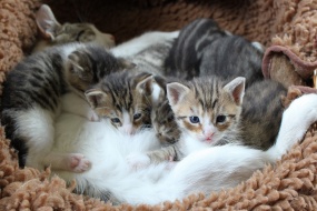 Cat cub pictures desktop wallpaper