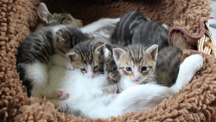 Cat cub pictures desktop wallpaper