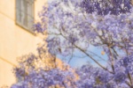 Jacaranda beautiful healing wallpaper