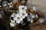 Fresh and elegant pear blossom pictures desktop wallpaper