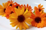 Orange marigold pictures