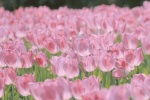 pink tulips pictures