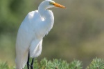 egret pictures birds egret pictures