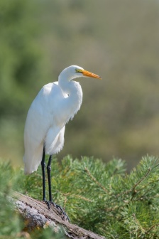 白鷺鷥圖片 鳥類白鷺圖片