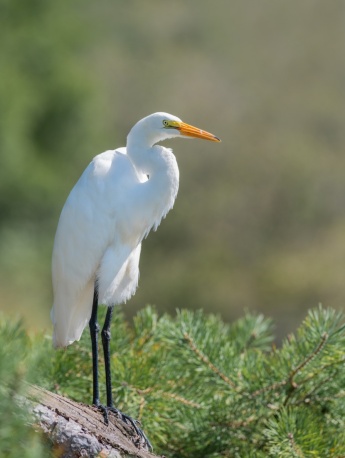 egret pictures birds egret pictures
