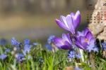 April 2021 Flowers and Plants HD Calendar Wallpaper