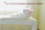 July 2021 Cute Cat Desktop Calendar Wallpaper
