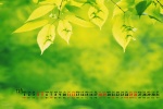 Eye-protecting green leaves HD calendar wallpaper for December 2022