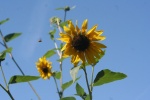 yellow sunflower pictures