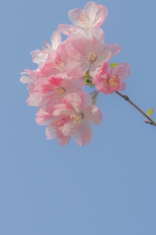 海棠花清新高清手機壁紙