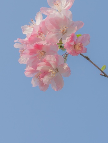 海棠花清新高清手机壁纸