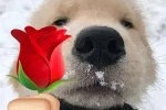 Dog holding rose emoticon