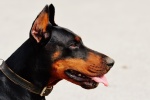 Doberman Pinscher Pictures Doberman Pinscher Pictures