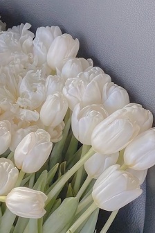 Tulip roses mobile wallpaper picture