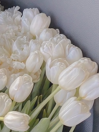 鬱金香玫瑰花手機壁紙圖片