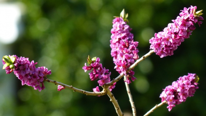 Daphne flower picture desktop wallpaper