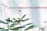 Elegant and fresh desktop calendar wallpaper for August 2021