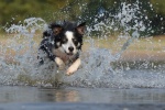 border collie pictures