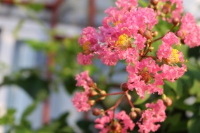 唯美紫薇花图片桌面壁纸